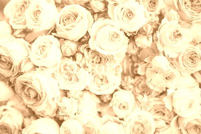 Bright pink roses background