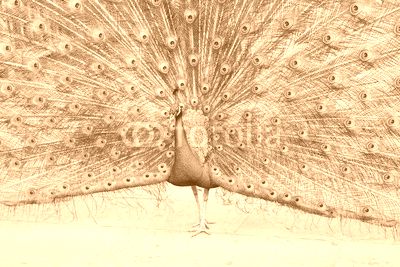 proud as a peacock