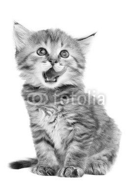 Kitten sits Licked