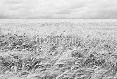 Kornfeld