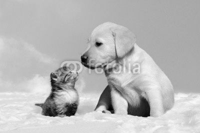 dog and cat in the snow