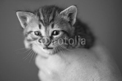 Tabby kitten in hands