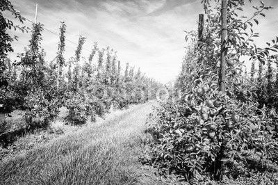 Apple orchard
