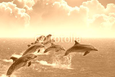 Jumping dolphins