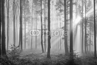 Sun rays through the foggy forrest