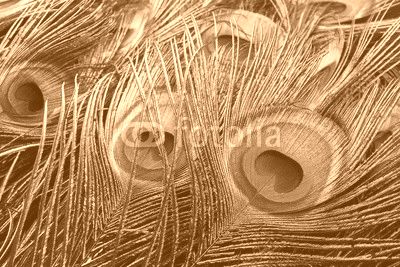 Peacock feathers