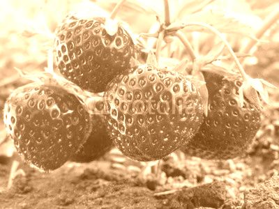 close-up of ripe strawberry