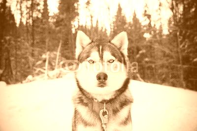 Husky 14