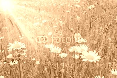 Bunte Blumenwiese im Frühling und Sonnenstrahlen