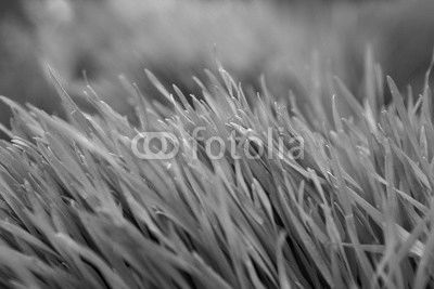 Grass