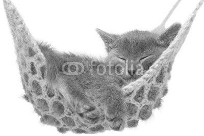 Cute gray kitten lying in hammock