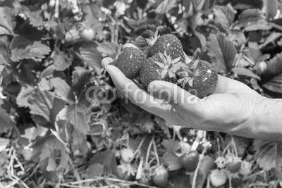 single hand holding ripe strawberries with plants in the backgro
