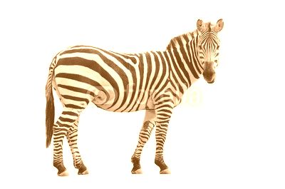 zebra isolated