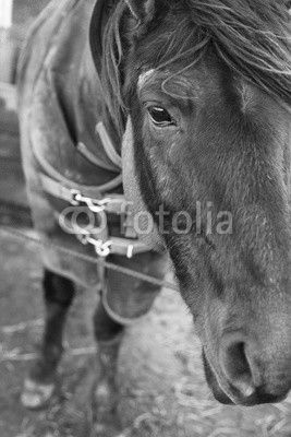 headshot of the horse in winter coat