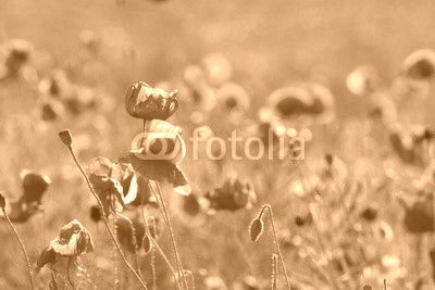 Whole poppy field 1