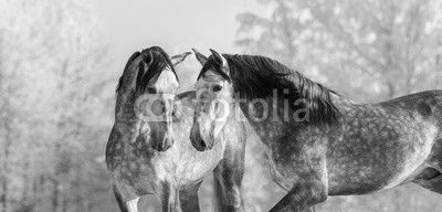 Portrait of two spanish grey stallions in winter forest