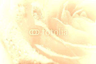 Natural tint yellow roses background