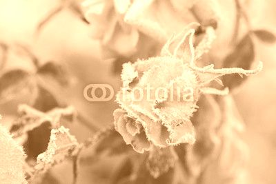 Blumen 251