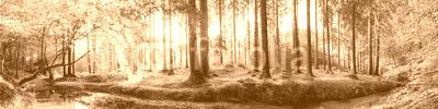 Idyllischer Wald mit Bach bei Sonnenaufgang