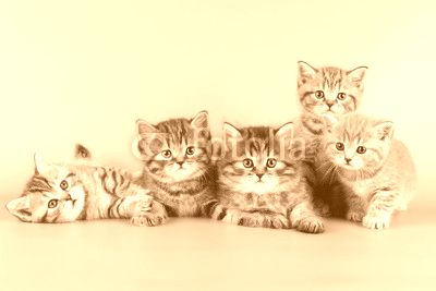 five kittens