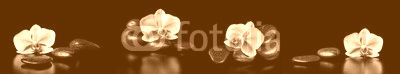 Horizontal panorama with pink orchids and zen stones on black ba