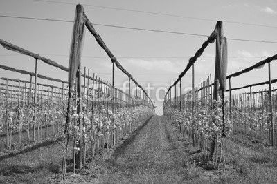 Blühende Apfelplantage unter Hagelnetzen