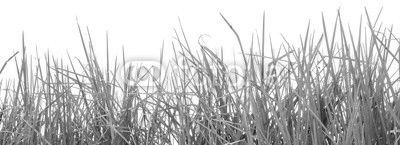 herbe, fond blanc