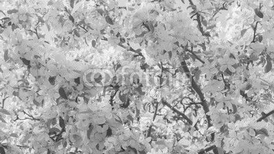 blossom apple tree with white flowers in sunny day slightly toned, prores footage