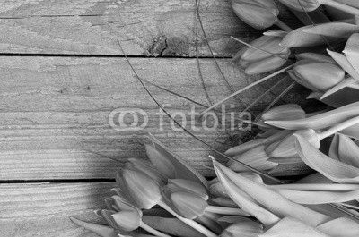 Spring Tulips