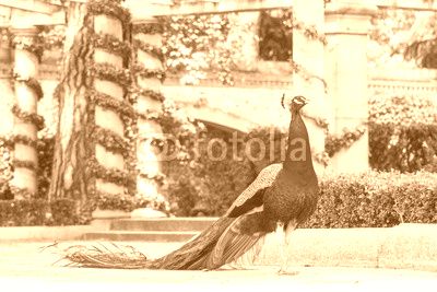 Peacock in a park