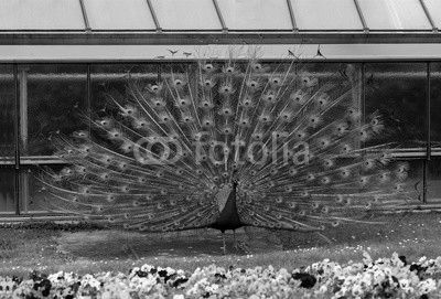 Beautiful blue peacock at Wilhelma Zoo in Stuttgart.