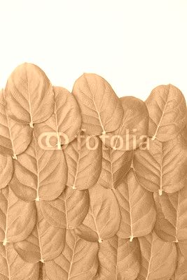 lime leaves