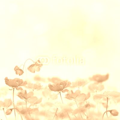 Poppy Flowers Blossom