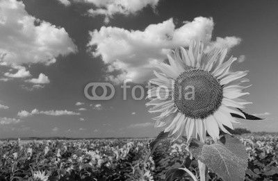 Beautiful sunflower against blue sky