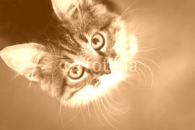 little fluffy kitten on a gray background