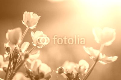 field of spring flowers