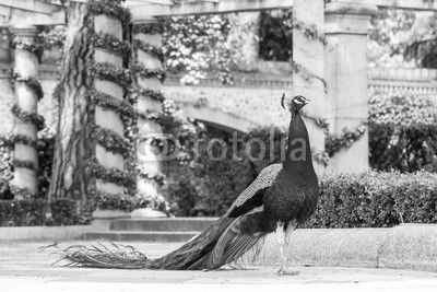Peacock in a park