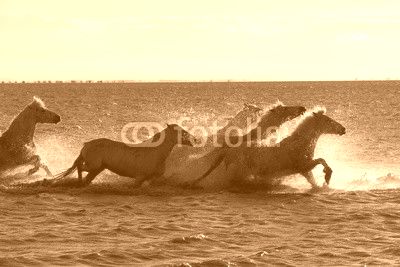 White horses of Camargue France