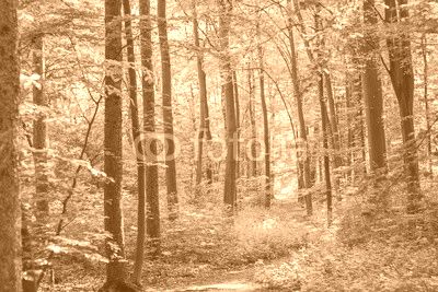 Wald weg