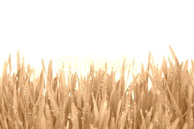 Fresh Green Grass with Drops Dew / isolated on white