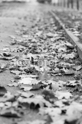 autumn leaves