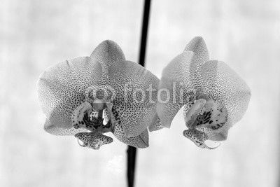 Pink dots orchid