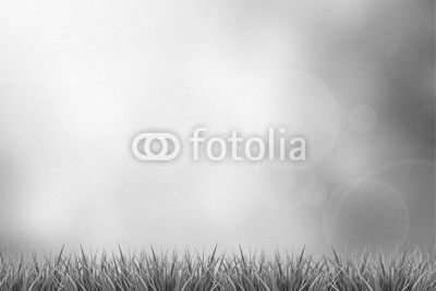 Grass and green nature blurred background