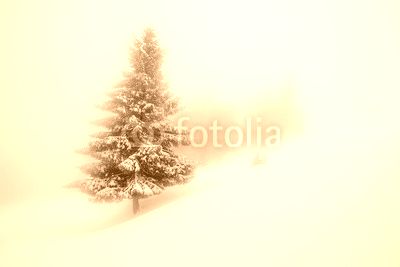 Mystical winter forest covered with snow on cloudy day