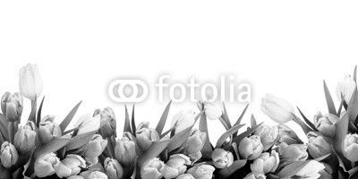 Pink tulip flowers border
