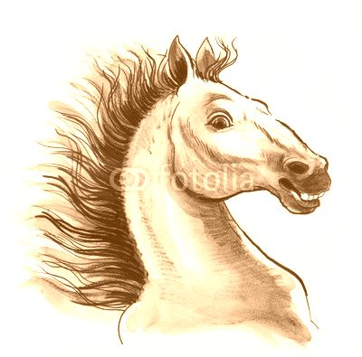 White horse