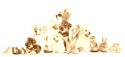 set pet looks