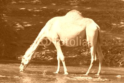 Camel drinks water from a river, Oman