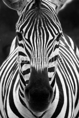 Zebra head