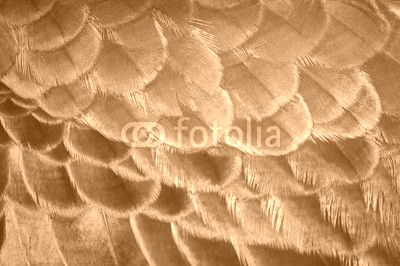 The beauty of the colors and designs of peacock feathers.